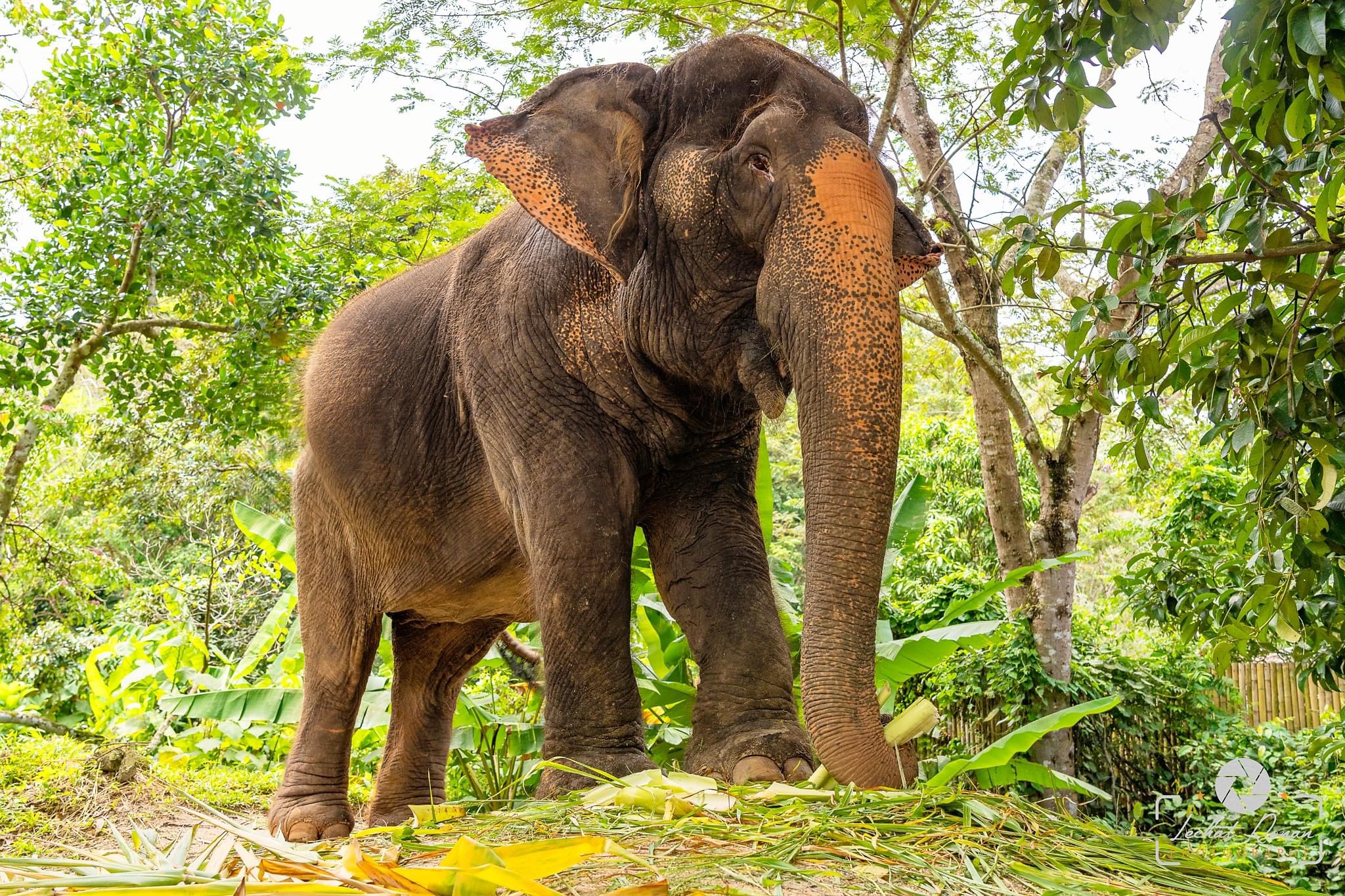 Green Elephant Sanctuary (Morning or Afternoon Tour)