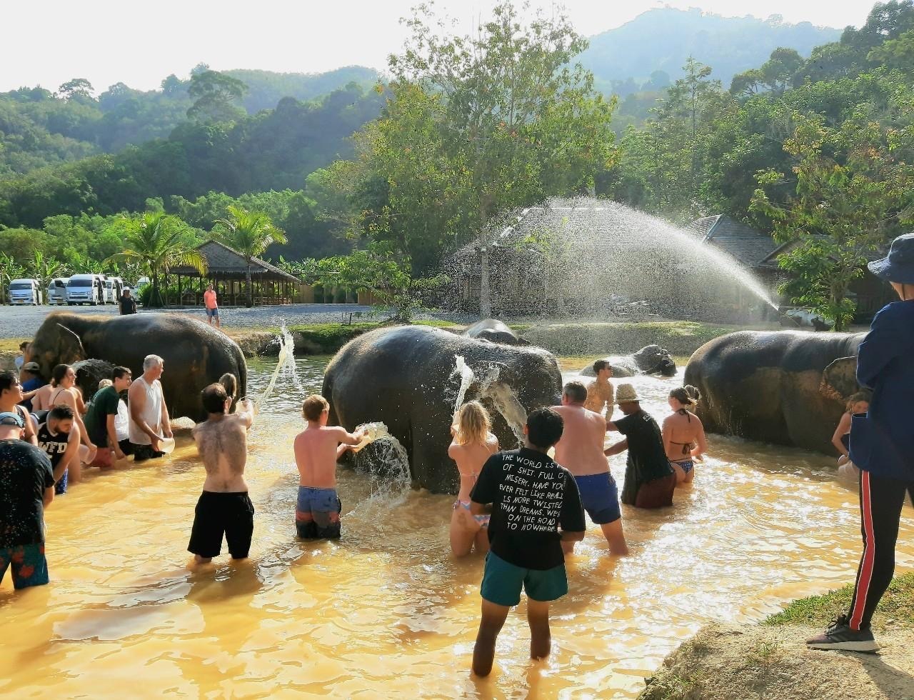 Green Elephant Sanctuary (Morning or Afternoon Tour)