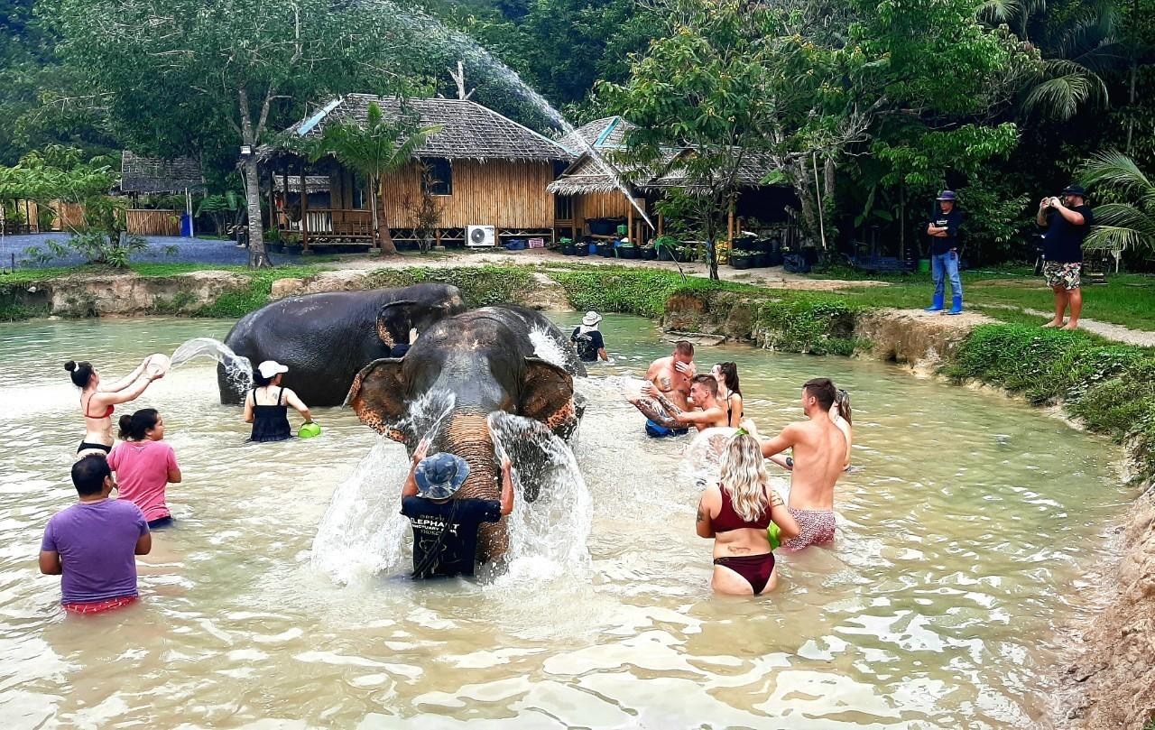 Green Elephant Sanctuary (Morning or Afternoon Tour)