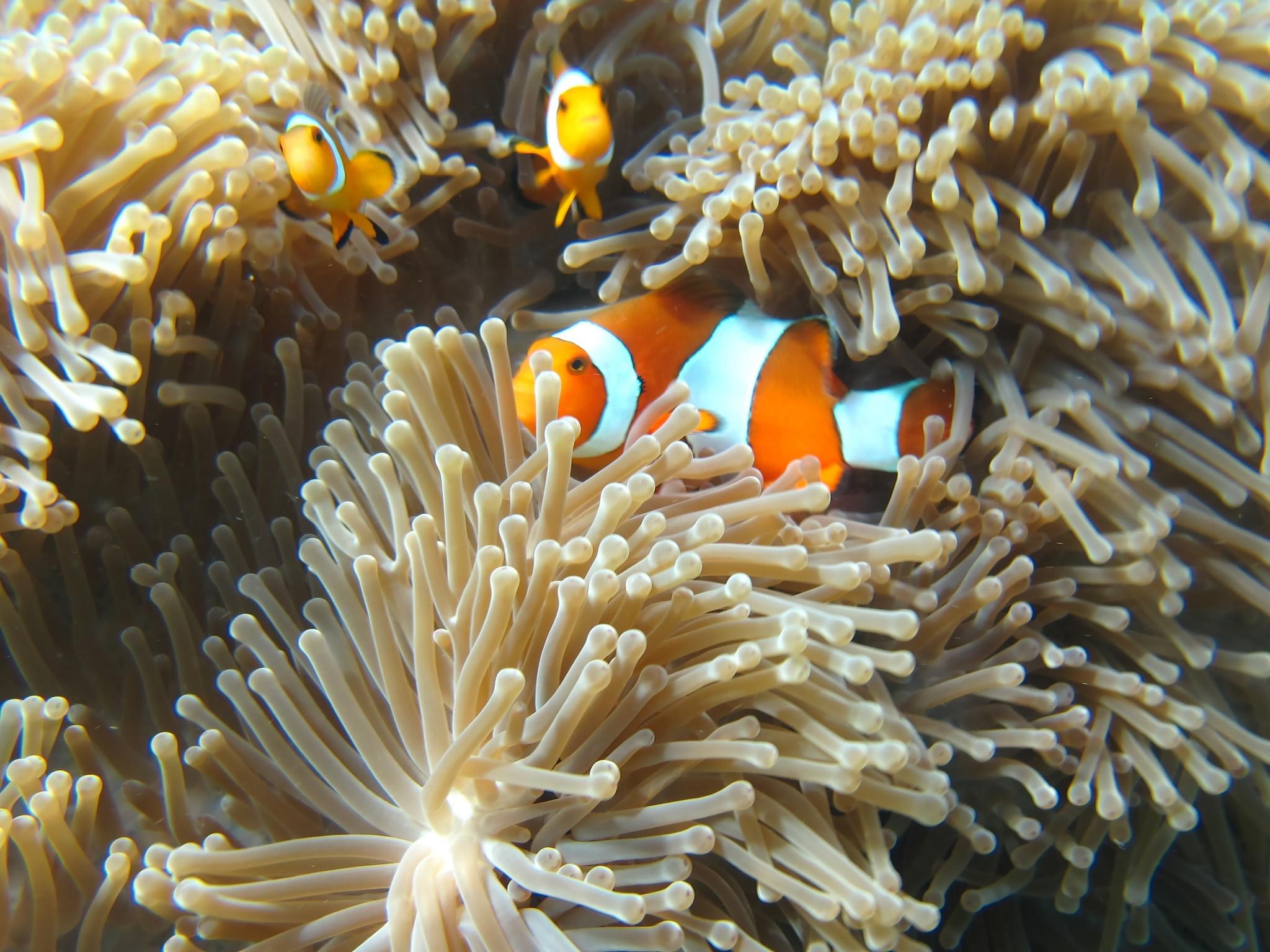 Phi Phi + Maya Bay + Bamboo Island + Join Longtail Boat Tour By Premium Speedboat
