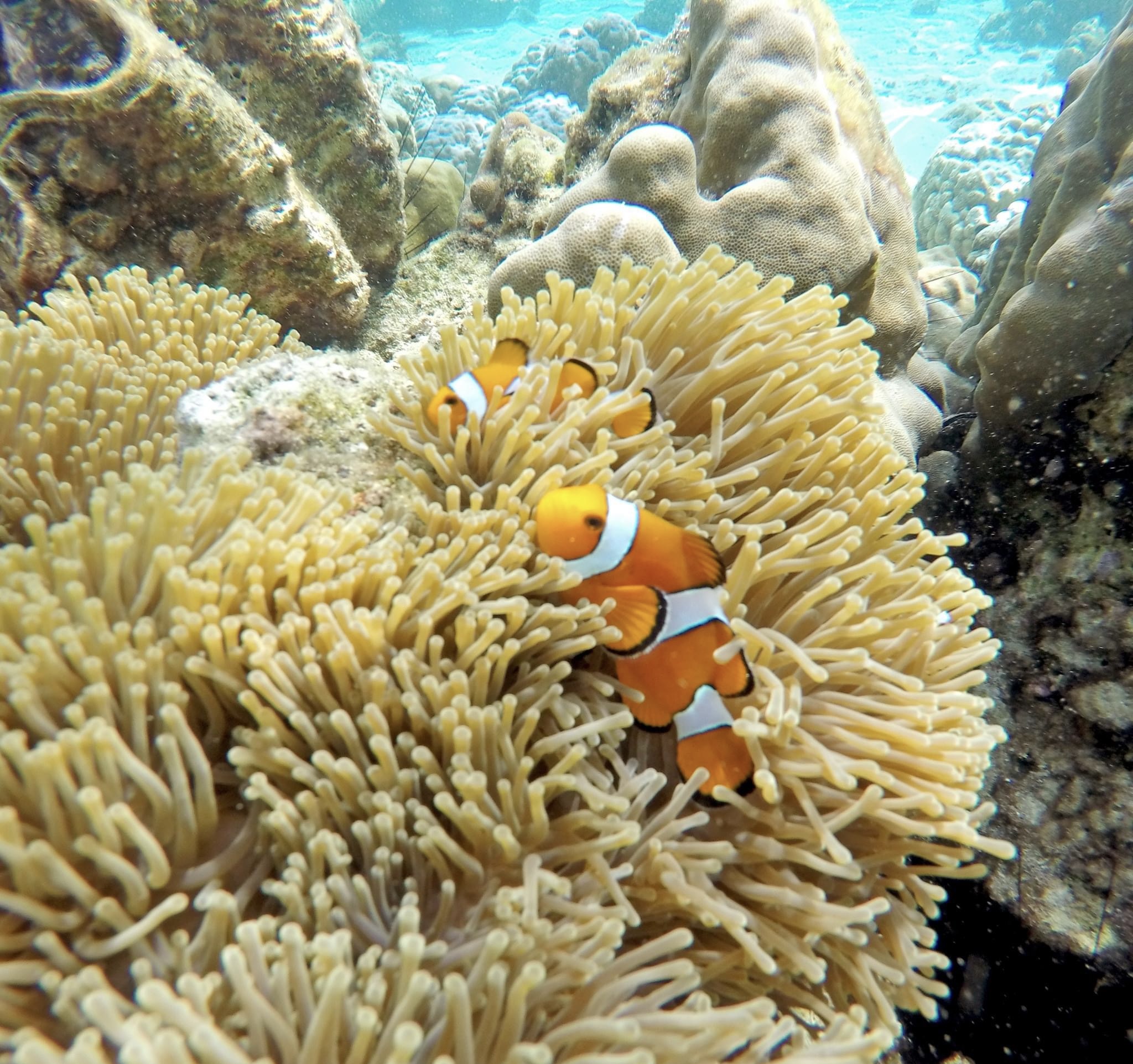 Half Day Morning or Afternoon 3 Khai Islands Snorkeling Tour by Speed Boat