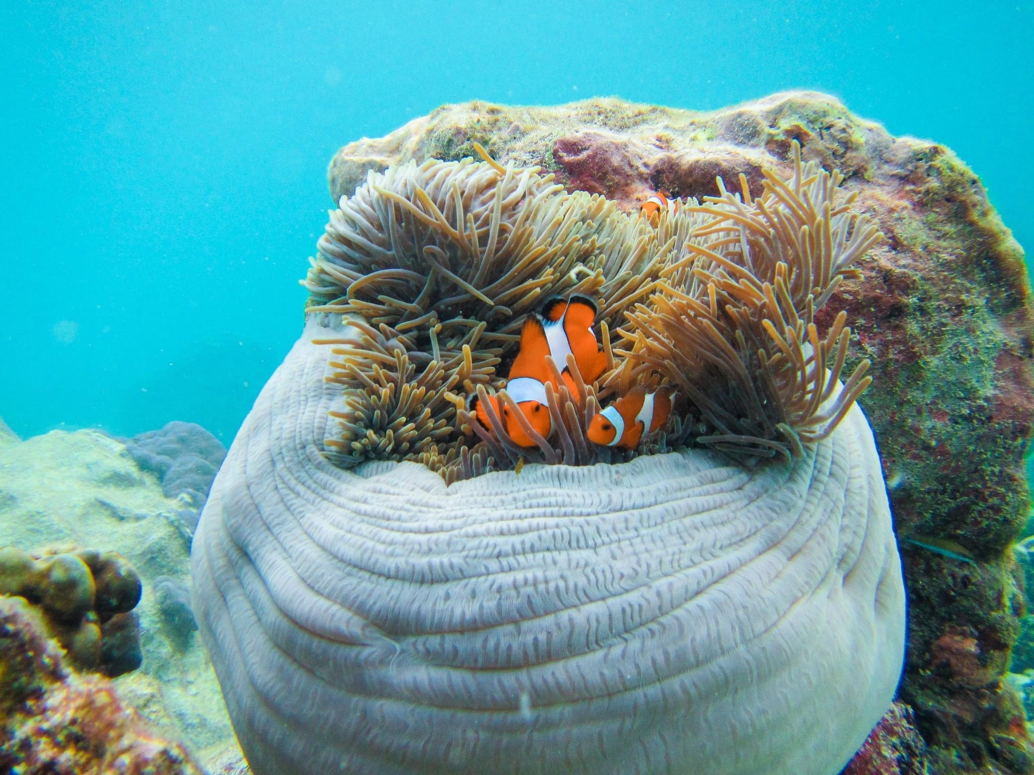 Phi Phi + Maya Bay + Khai Islands All Exclusive Tour by Speed Boat (Pick up at 8 AM)