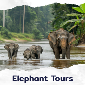 Elephant Tours